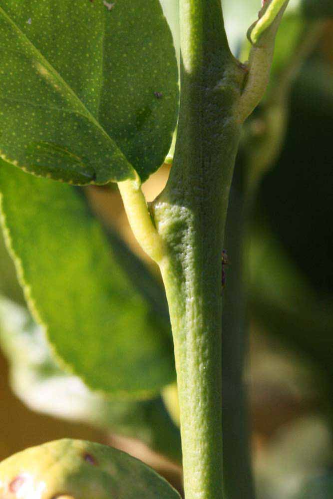            First year twig (Thornless Mexican lime, Riverside, CA)   